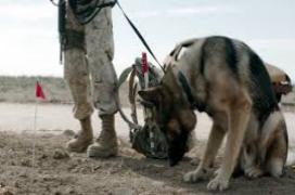 Download Megan Leavey (2017)